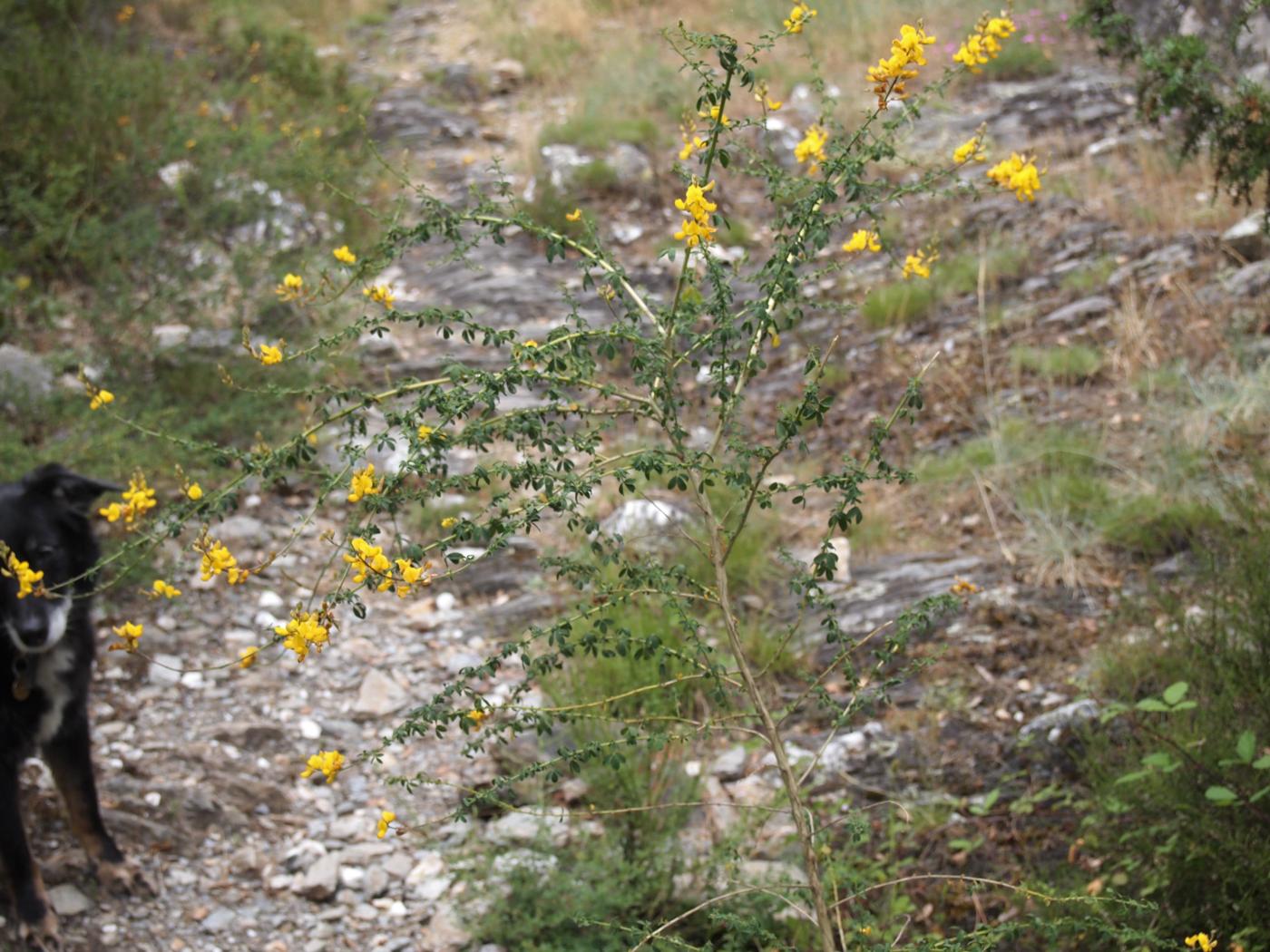 Adenocarpus plant